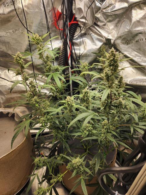 Wizards Apprentice F4 Night Owl. Week 9 - 52