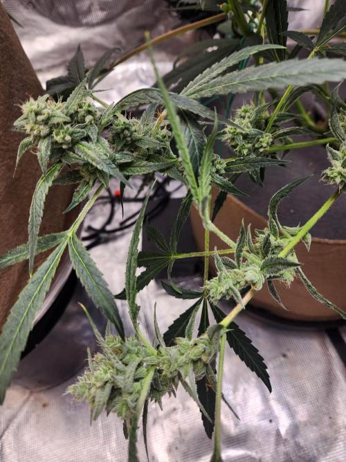 Wizards Apprentice F4 Night Owl. Week 9 - 52