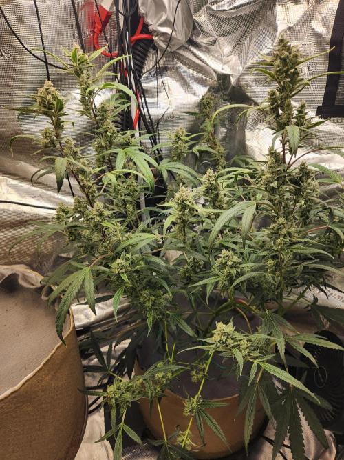 Wizards Apprentice F4 Night Owl. Week 9 - 54