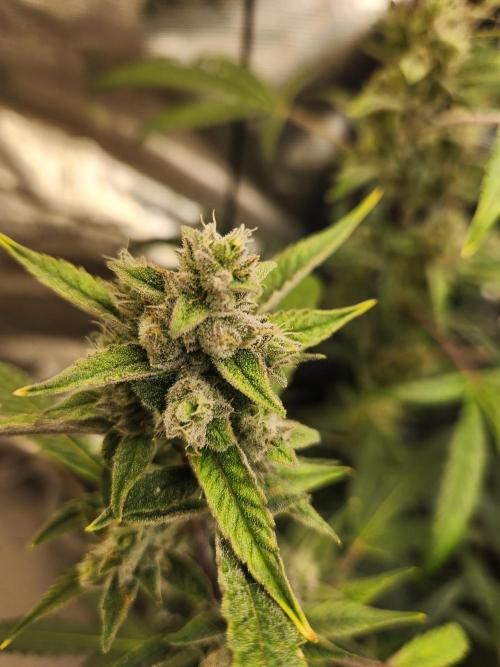 Wizards Apprentice F4 Night Owl. Week 9 - 54