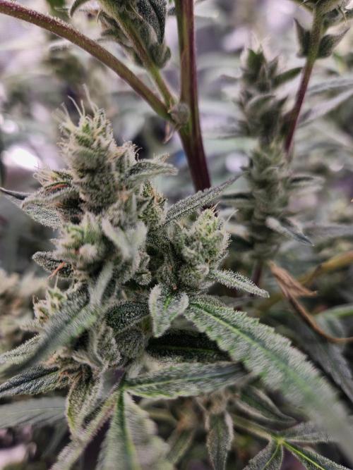 Wizards Apprentice F4 Night Owl. Week 9 - 54