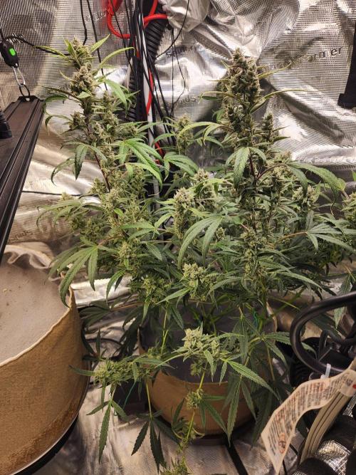 Wizards Apprentice F4 Night Owl. Week 9 - 56