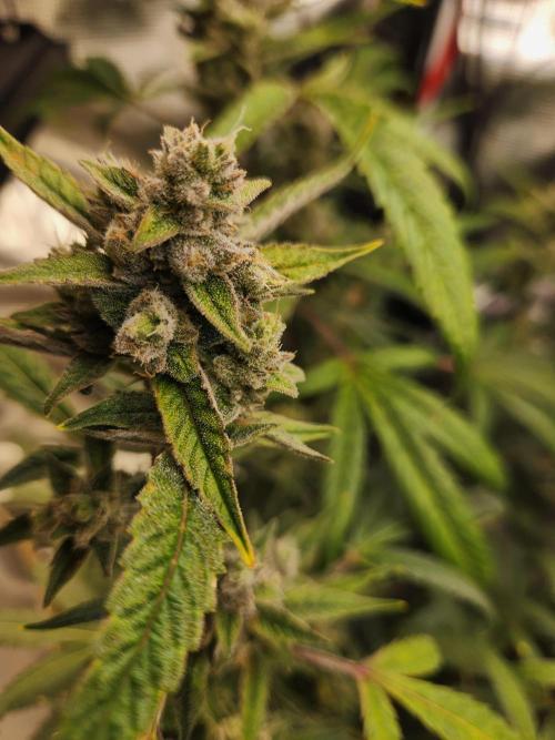 Wizards Apprentice F4 Night Owl. Week 9 - 56