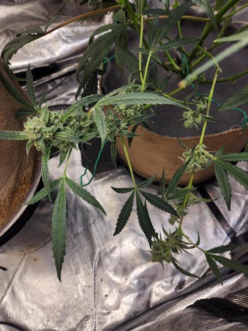 Wizards Apprentice F4 Night Owl. Week 9 - 56