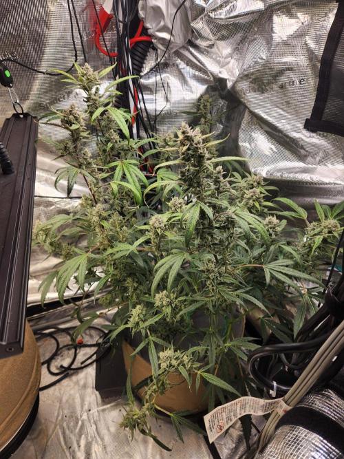 Wizards Apprentice F4 Night Owl. Week 10 - 58