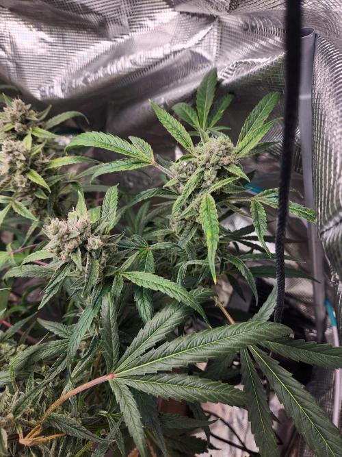 Wizards Apprentice F4 Night Owl. Week 10 - 58