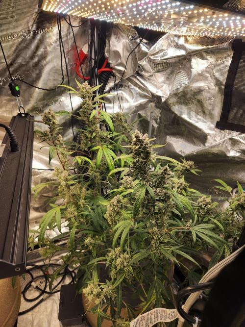 Wizards Apprentice F4 Night Owl. Week 10 - 60