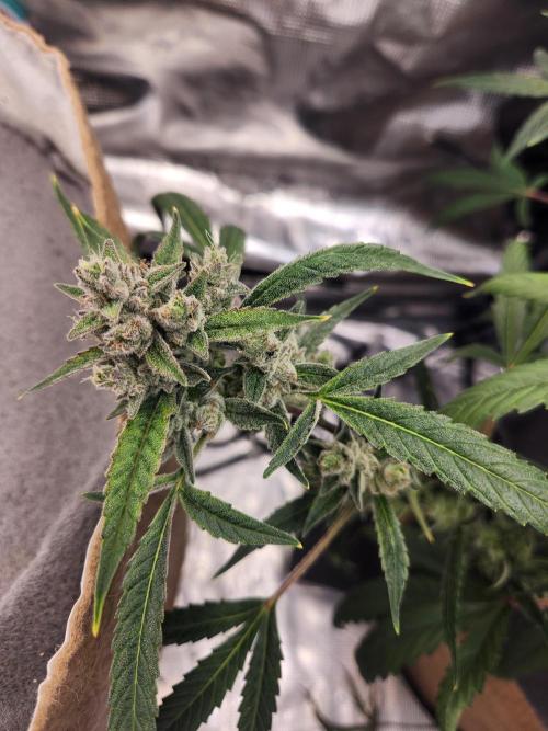 Wizards Apprentice F4 Night Owl. Week 10 - 60