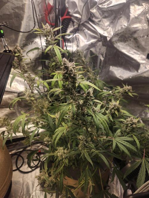 Wizards Apprentice F4 Night Owl. Week 10 - 62