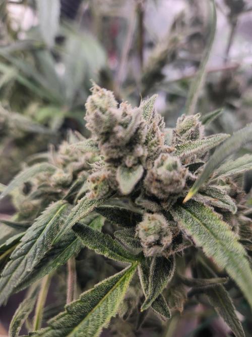 Wizards Apprentice F4 Night Owl. Week 10 - 62