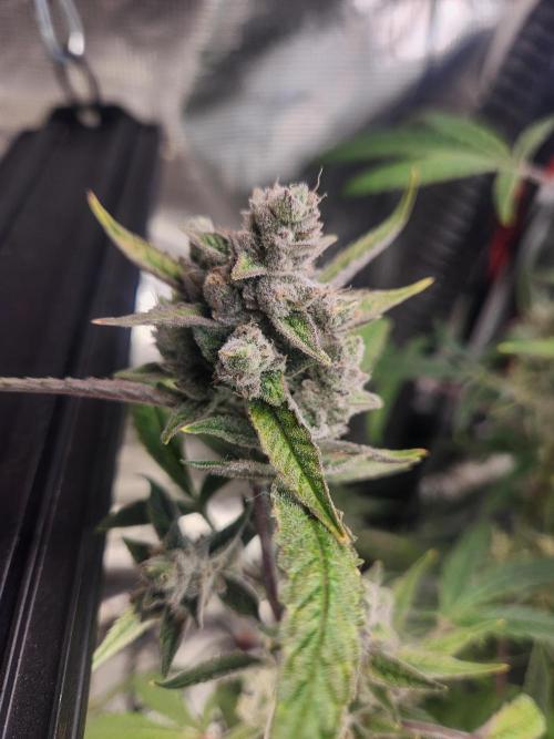 Wizards Apprentice F4 Night Owl. Week 10 - 62