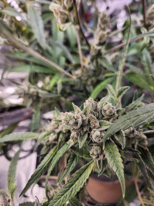 Wizards Apprentice F4 Night Owl. Week 10 - 63