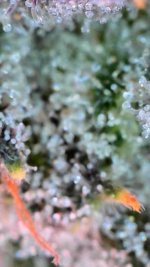 Wizards Apprentice F4 Night Owl. Week 10 - 64