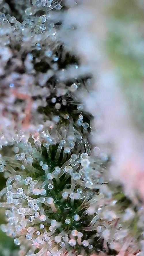 Wizards Apprentice F4 Night Owl. Week 10 - 64