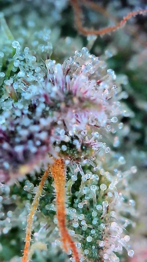 Wizards Apprentice F4 Night Owl. Week 10 - 64