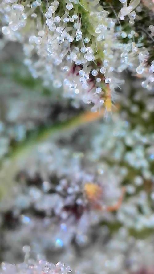 Wizards Apprentice F4 Night Owl. Week 10 - 64