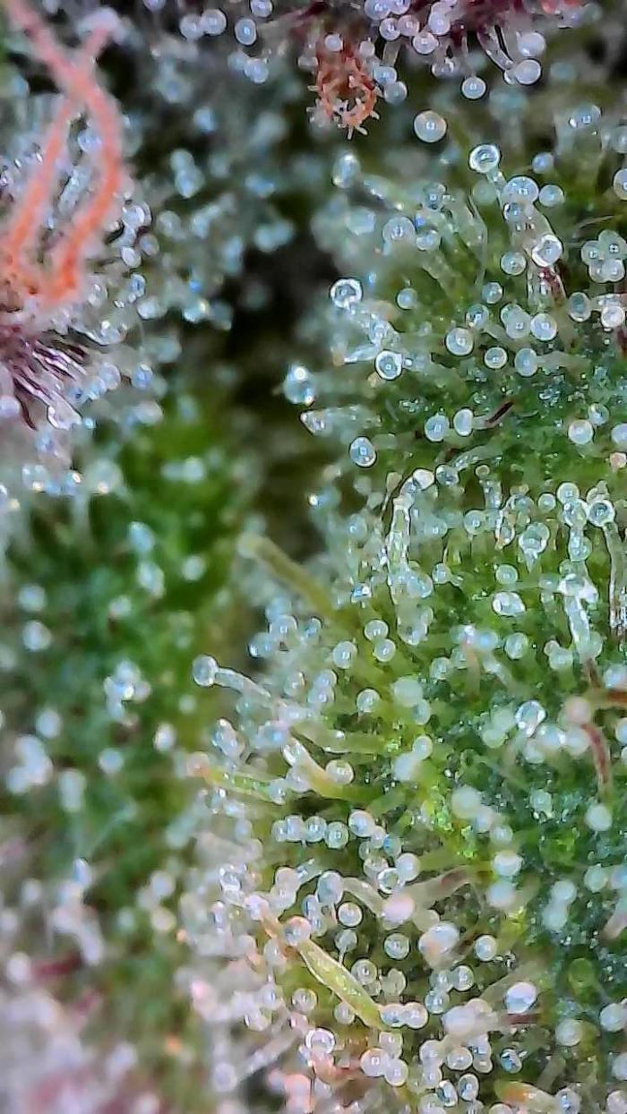 Wizards Apprentice F4 Night Owl. Week 11