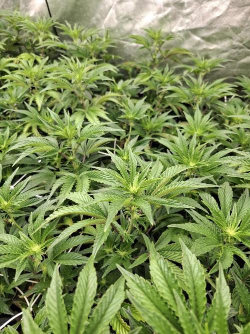 RS11 Clone Stecklinge Automatic Watering. Week 5