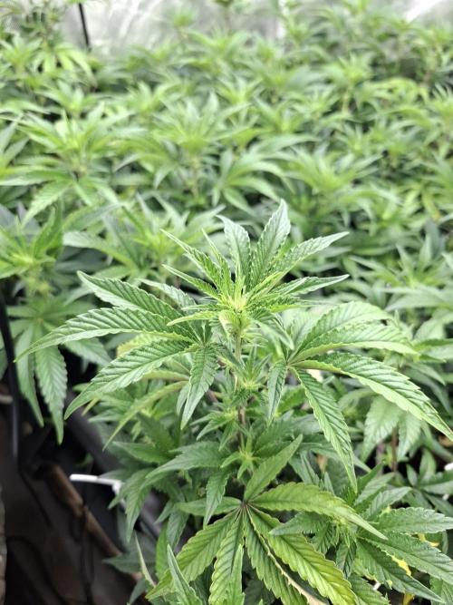 RS11 Clone Stecklinge Automatic Watering. Week 5