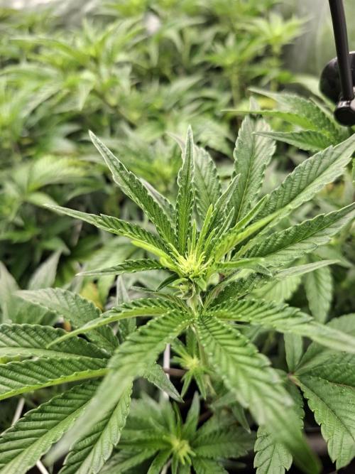 RS11 Clone Stecklinge Automatic Watering. Week 5