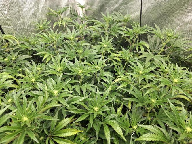 RS11 Clone Stecklinge Automatic Watering. Week 6