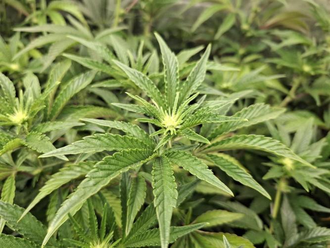 RS11 Clone Stecklinge Automatic Watering. Week 6