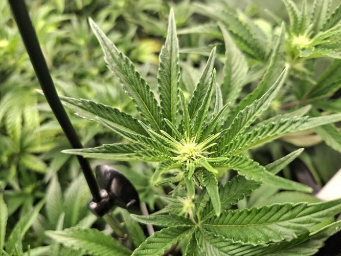 RS11 Clone Stecklinge Automatic Watering. Week 6