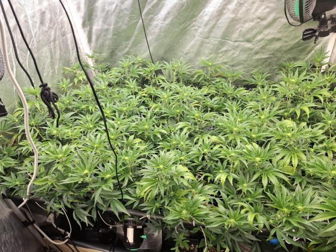 RS11 Clone Stecklinge Automatic Watering. Week 6