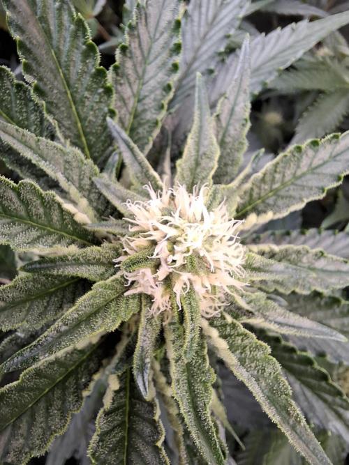 RS11 Clone Stecklinge Automatic Watering. Week 7