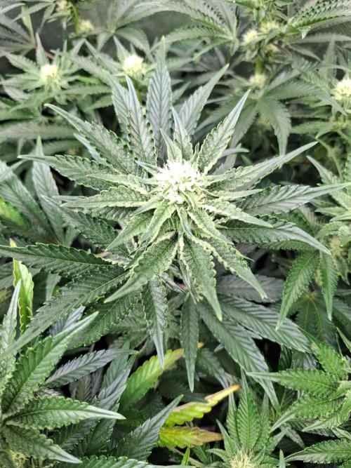 RS11 Clone Stecklinge Automatic Watering. Week 7