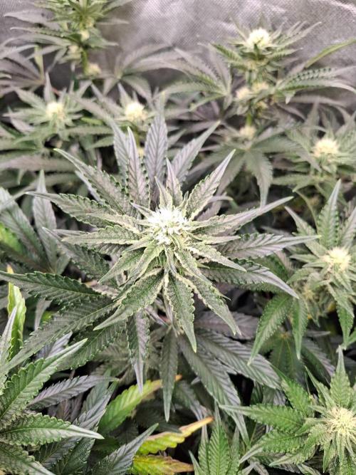 RS11 Clone Stecklinge Automatic Watering. Week 7