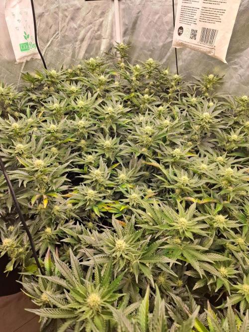 RS11 Clone Stecklinge Automatic Watering. Week 7