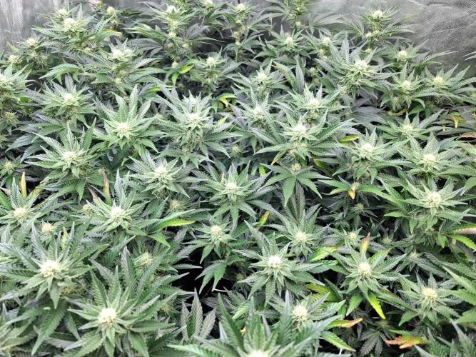 RS11 Clone Stecklinge Automatic Watering. Week 7