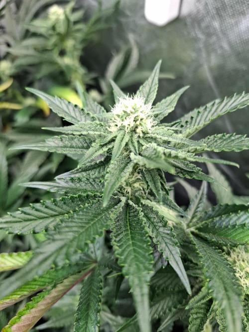 RS11 Clone Stecklinge Automatic Watering. Week 7