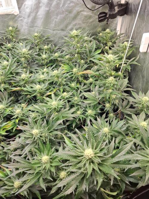 RS11 Clone Stecklinge Automatic Watering. Week 7