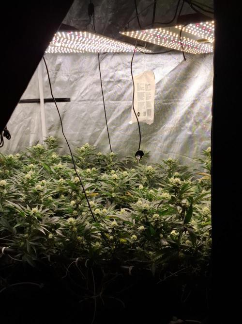 RS11 Clone Stecklinge Automatic Watering. Week 7