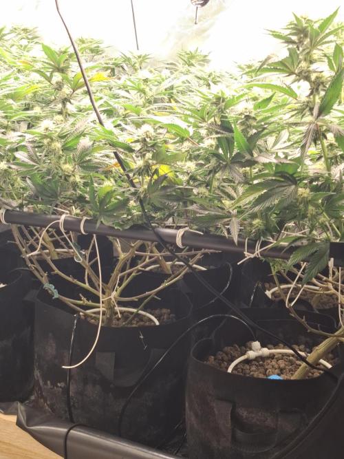 RS11 Clone Stecklinge Automatic Watering. Week 7