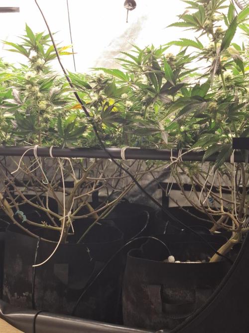 RS11 Clone Stecklinge Automatic Watering. Week 7