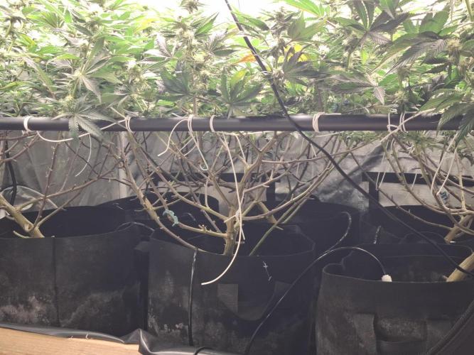 RS11 Clone Stecklinge Automatic Watering. Week 7