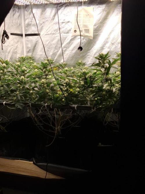 RS11 Clone Stecklinge Automatic Watering. Week 7