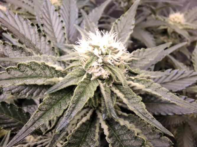 RS11 Clone Stecklinge Automatic Watering. Week 7