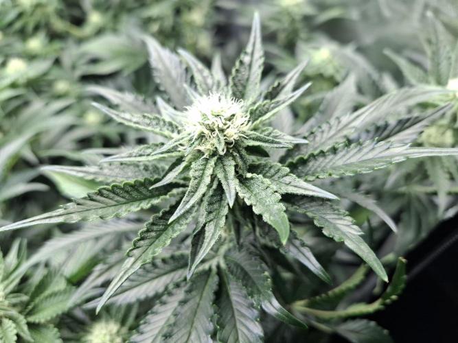 RS11 Clone Stecklinge Automatic Watering. Week 7