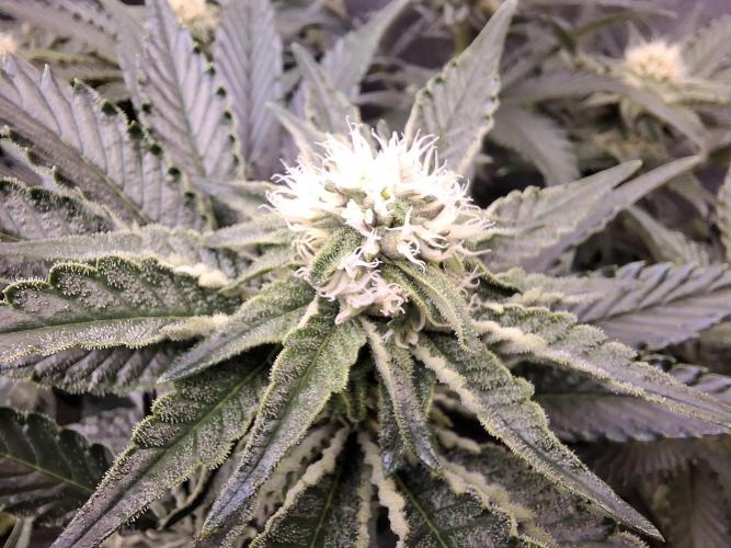 RS11 Clone Stecklinge Automatic Watering. Week 7