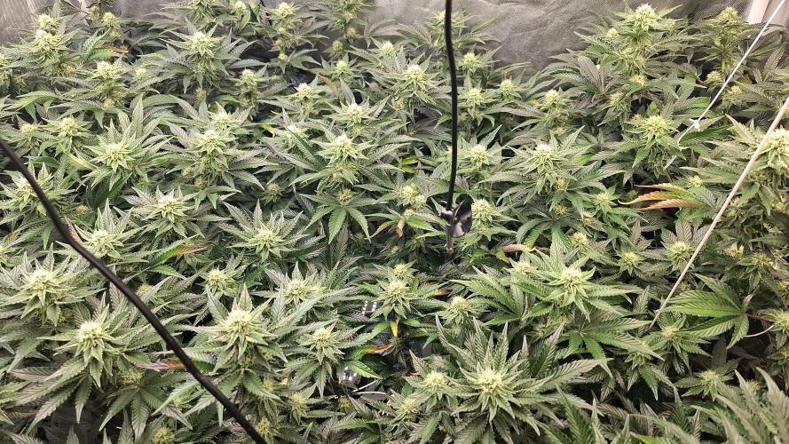 RS11 Clone Stecklinge Automatic Watering. Week 8