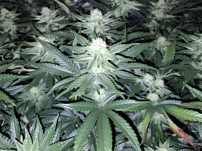 RS11 Clone Stecklinge Automatic Watering. Week 8