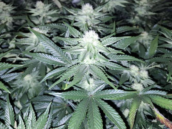 RS11 Clone Stecklinge Automatic Watering. Week 8