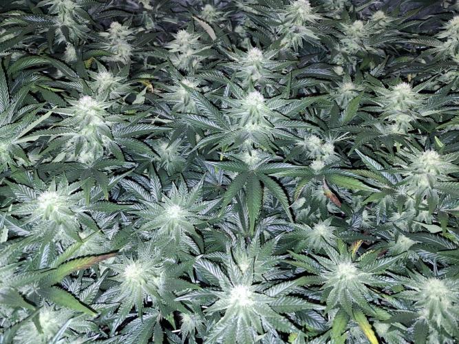 RS11 Clone Stecklinge Automatic Watering. Week 8