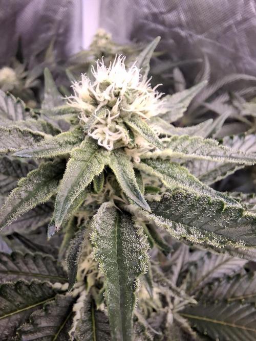 RS11 Clone Stecklinge Automatic Watering. Week 8