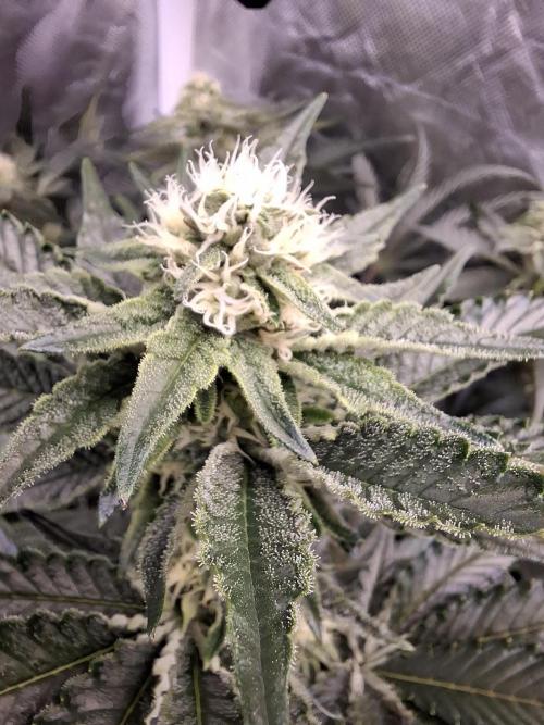 RS11 Clone Stecklinge Automatic Watering. Week 8