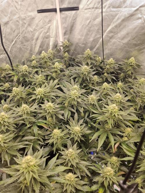 RS11 Clone Stecklinge Automatic Watering. Week 9